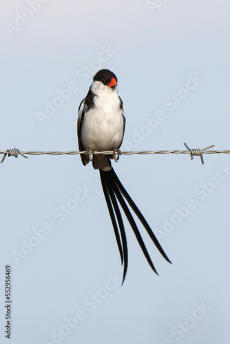 Veuve dominicaine, mâle,.Vidua macroura, Pin tailed Whydah, Afrique du Sud photo