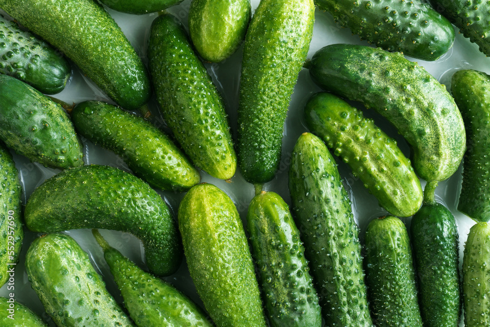 Batch of fresh washed green cucumbers background, top view. Lay out group of ripe cucumbers. Healthy, nitrate free food. Batch of fresh washed green cucumbers background, top view. Lay out group of ripe cucumbers. Healthy, nitrate free food.