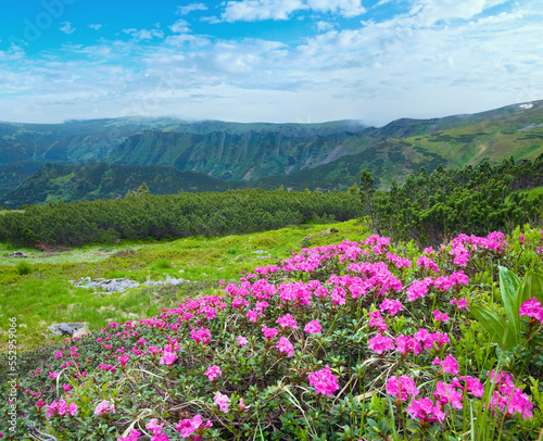 Pink rhododendron flowers on summer mountainside  Ukraine  Carpathian Mountains 