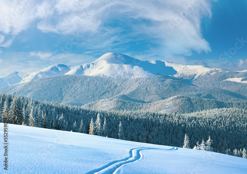 Fototapeta Naklejka Na Ścianę i Meble -  Morning winter calm mountain landscape with ski track and coniferous forest on slope (Goverla view - the highest mount in Ukrainian Carpathian).