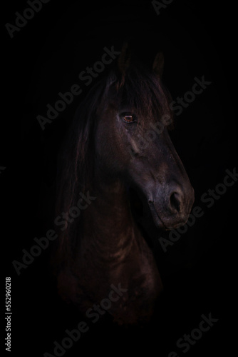 Koń fryzyjski na czarnym tle