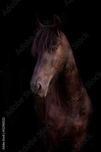 Koń fryzyjski na czarnym tle