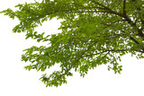 Green leaf or branch isolated on white background.