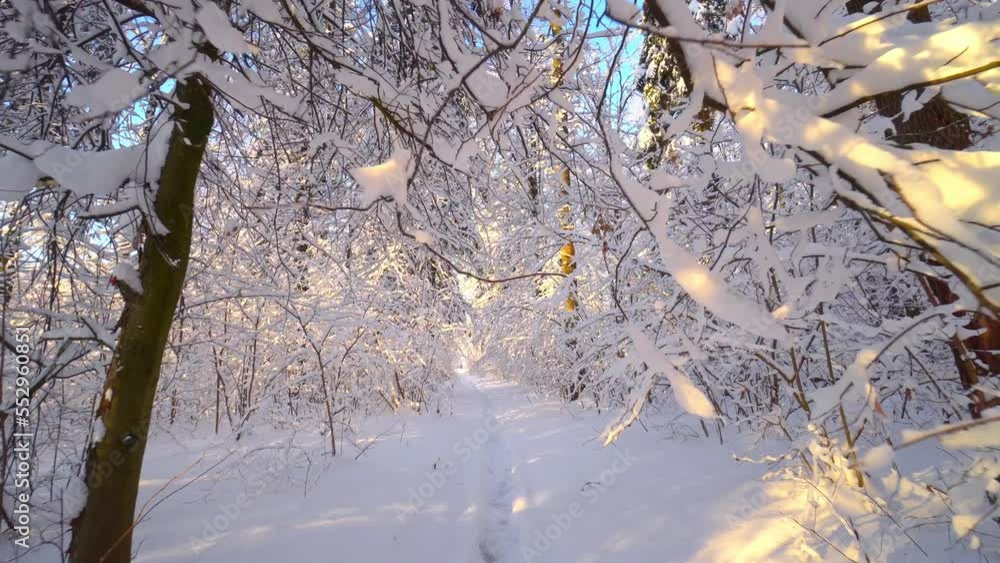 Charming winter scene in woods. Beautiful blue shadows from pine trees ...
