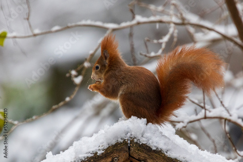 Eichhörnchen  © andybe