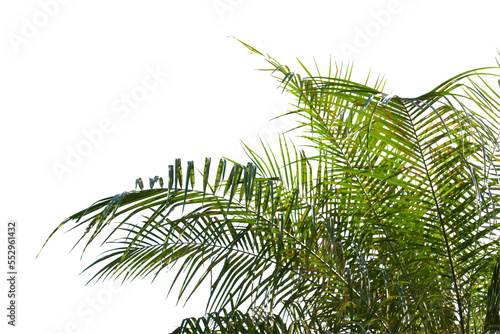 Fototapeta Naklejka Na Ścianę i Meble -  green coconut leaf or tree branch isolated on white background.