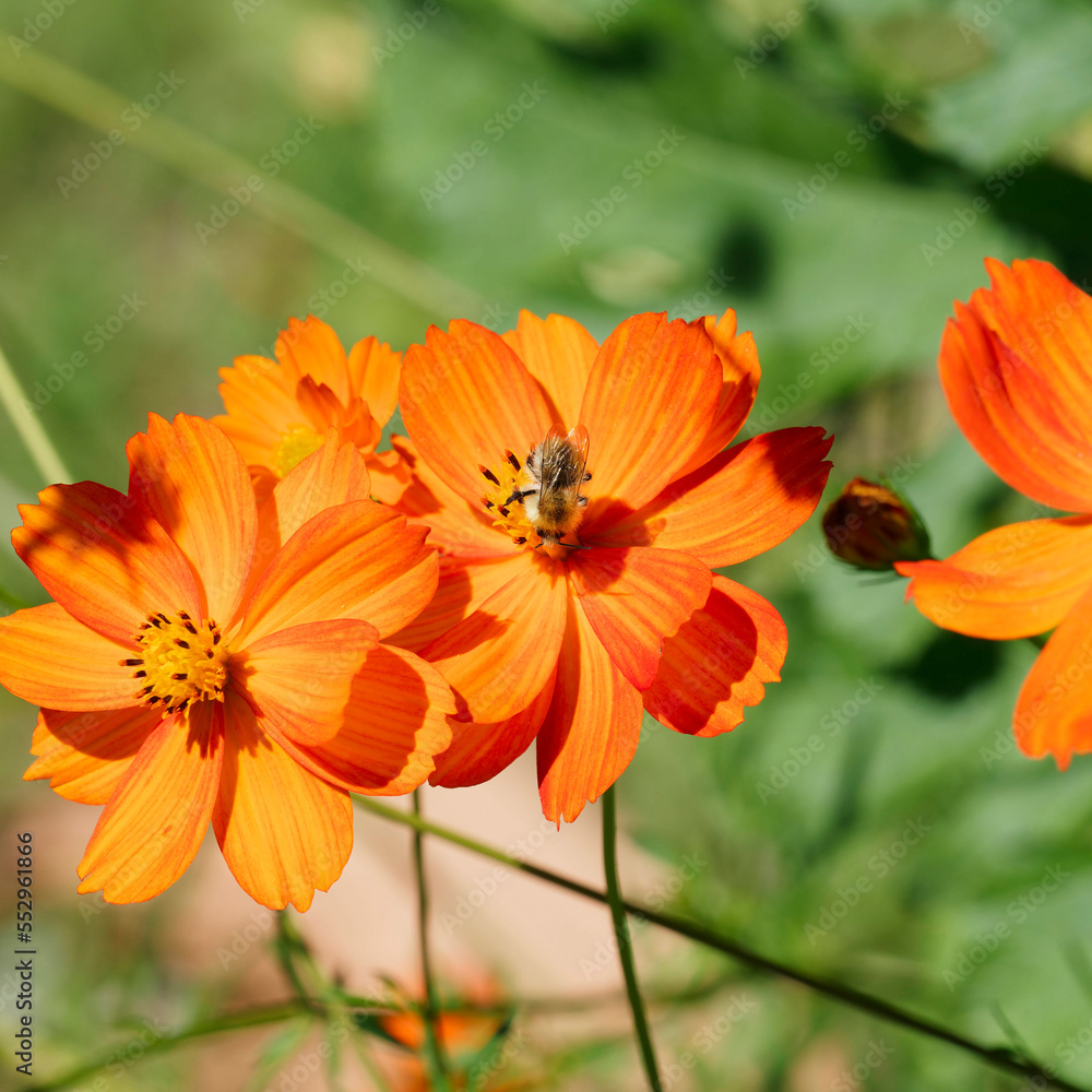 Bombus humilis | Abeille cardère à bandes brunes ou bourdon variable butinant sur une fleur de cosmos sulfureux Bombus humilis | Abeille cardère à bandes brunes ou bourdon variable butinant sur une fleur de cosmos sulfureux