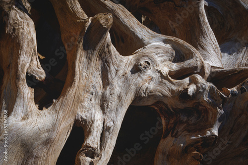 Background and texture of the old large dry stump with big tree roots