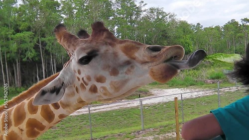 A giraffe stretching for eating lettuce with its tongue out. Palm Springs in Palm Beach, Florida, United States.