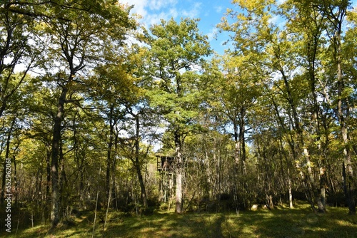 Turkey oak (Quercus cerris) forest with a watch tower bellow the trees