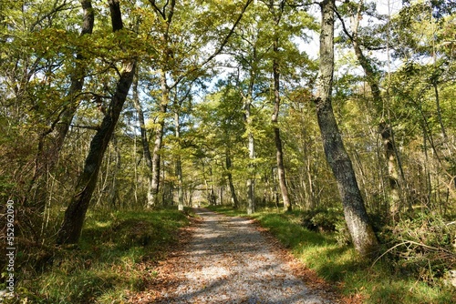 Gravel road leading through a turkey oak (Quercus cerris) forest bellow Monte Lanaro