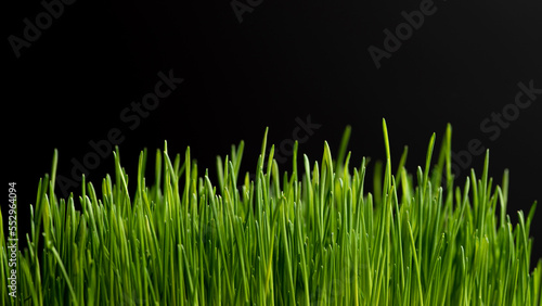 Sprouts of young green grass on black background, banner, place for text