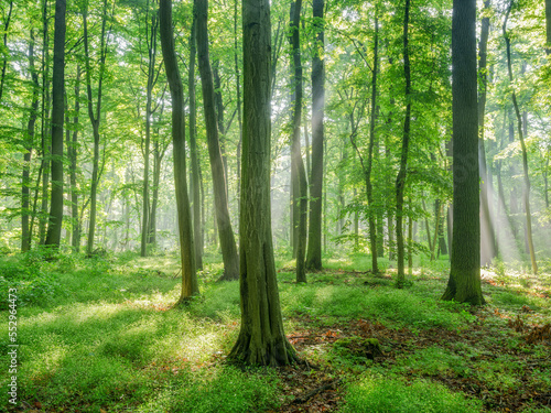 Fototapeta Naklejka Na Ścianę i Meble -  Natural Forest of Beech and Hornbeam Trees with Sunbeams through Fog