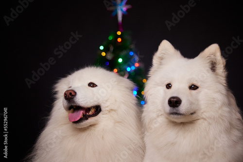 The concept of Christmas. Two happy dogs together at home. Celebrating the New Year. Samoyeds. Merry Christmas and Happy New Year!