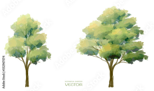 Abstract vector watercolor ,tree or forest side view isolated on white background for landscape and architecture drawing,elements for environment and garden,botanical for section and elevation