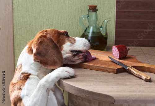 Beagle eats sausage from the table. photo