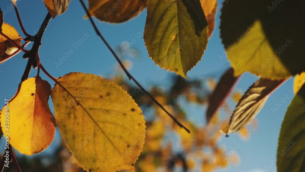 rich yellow leaves in the sunlight. gentle autumn sun in a deciduous forest. incredible beauty of autumn leaves. rich yellow leaves in the sunlight. gentle autumn sun in a deciduous forest. incredible beauty of autumn leaves.
