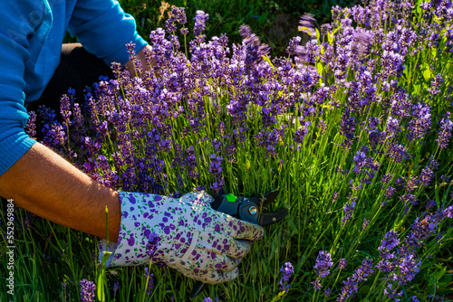 Lavender plants in the garden photo