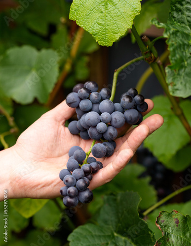 close-up man picking ripe red wine grapes on vine in vineyard