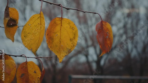 a branch with yellow autumn leaves on the background of a gloomy autumn sky. natural colors of autumn. gloomy weather in the autumn deciduous forest. close-up of yellow leaves that the camera moves pa