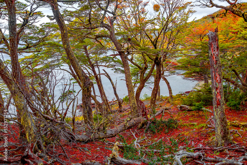 Beautiful and colorful austral subpolar forest landscape at Ensenada Zaratiegui Bay in Tierra del Fuego National Park, near Ushuaia and Beagle Channel, Patagonia, Argentina, in Autumn colors. photo
