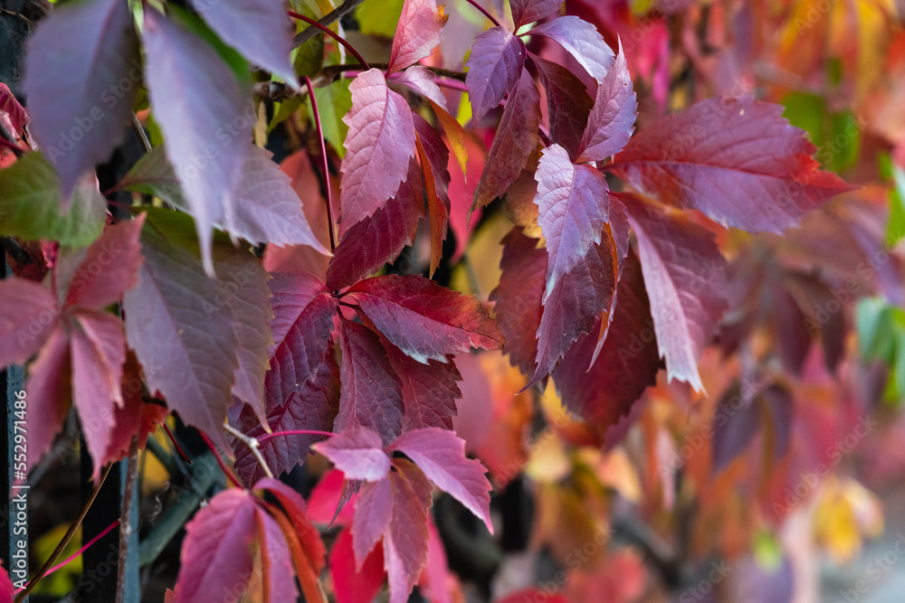 Colorful leaves of wild grapes in autumn Colorful leaves of wild grapes in autumn