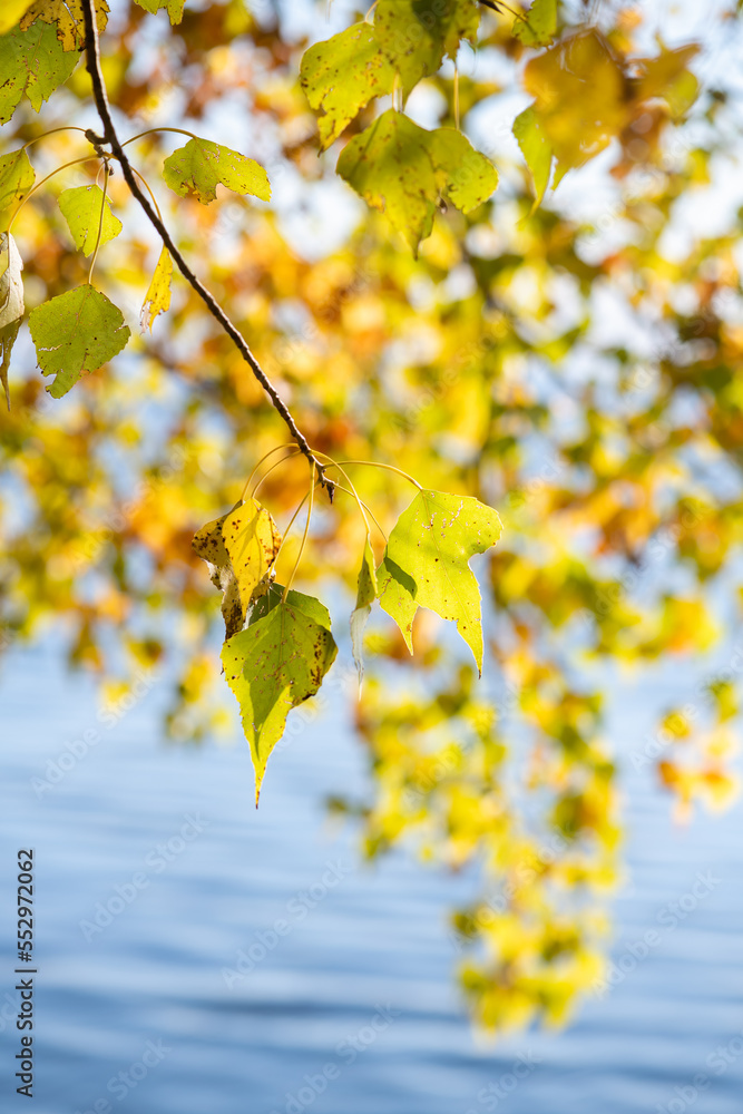 Obraz premium Yellow leaves on the background of a river or lake.