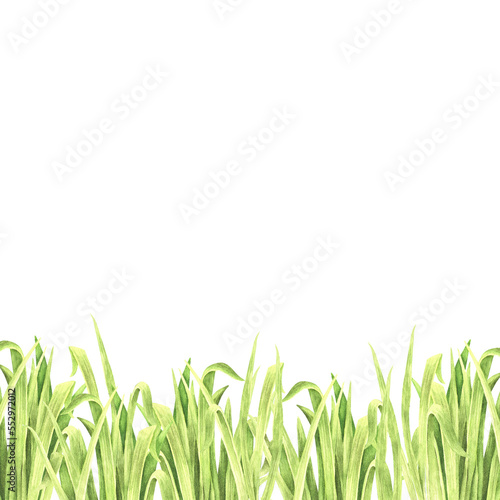Square template for text with a pattern of grass at the bottom. Watercolor illustration. Isolated on a white background.For your design packages of dairy product, goods for a garden, organic products