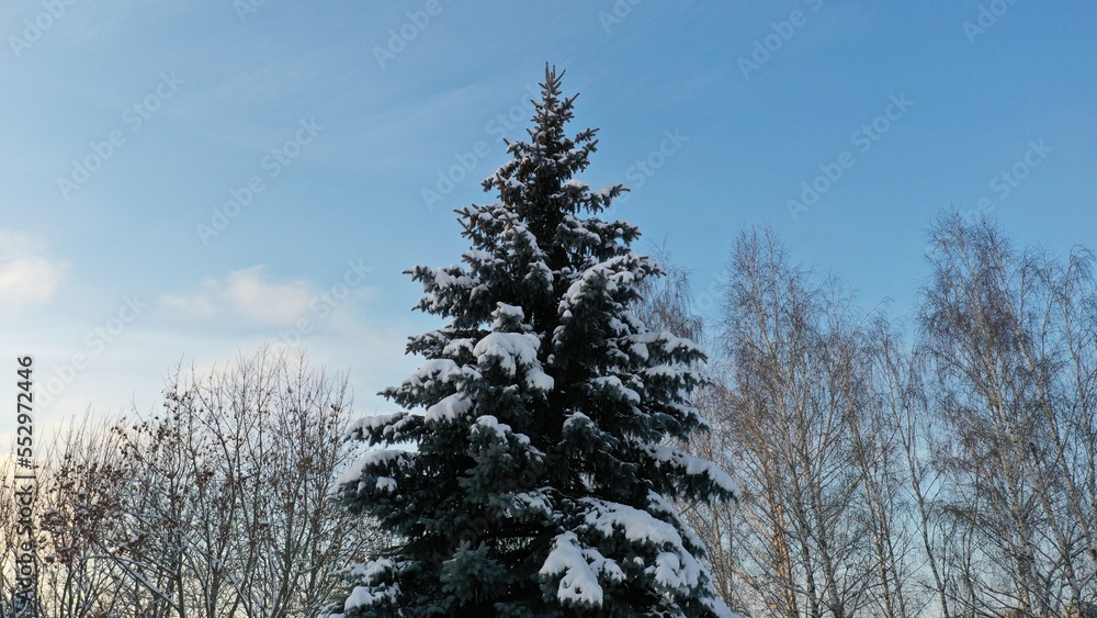 Tall snow-covered forest European spruce against the blue sky in winter. Spruce under the snow. Spruce in winter. Winter tree under the snow. Tall snow-covered forest European spruce against the blue sky in winter. Spruce under the snow. Spruce in winter. Winter tree under the snow.