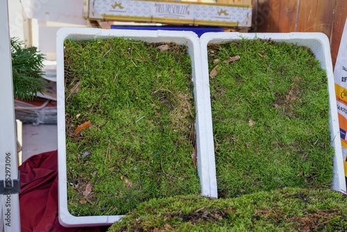 Natural moss for the decoration of christmas cribs, for sale at typical christmas markets