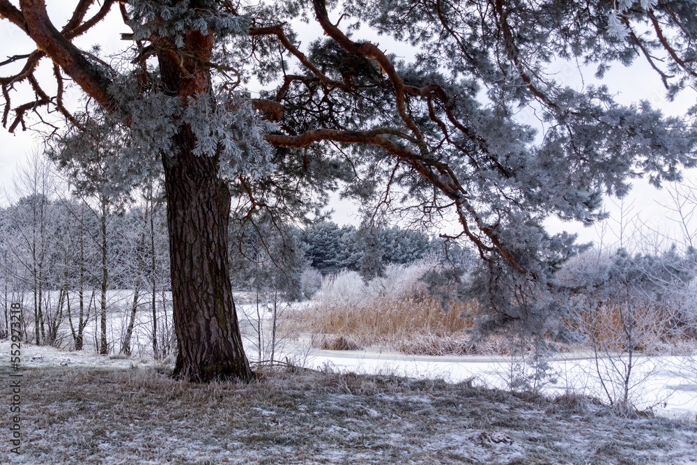 Piękno zimowego krajobrazu Doliny Narwi, Podlasie, Polska