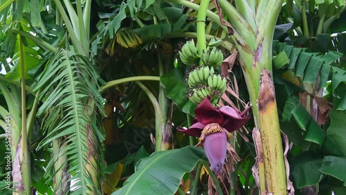 green banana and red flower on palm tree branch