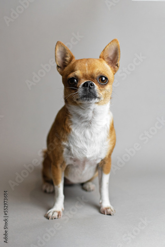 Portrait of a redheaded chihuahua on a gray background