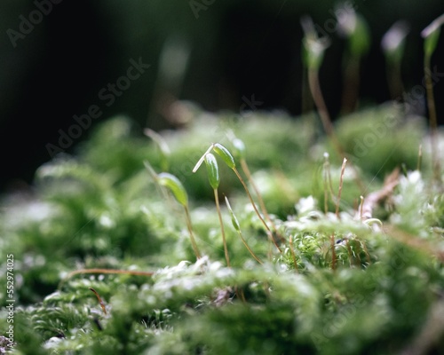 Macro shot of two small seedlings growing on top of a fence post