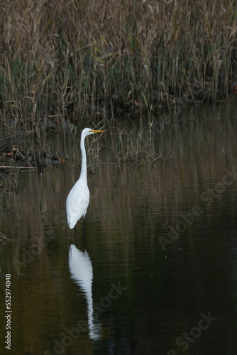 Obraz na płótnie egret in a pond w salonie