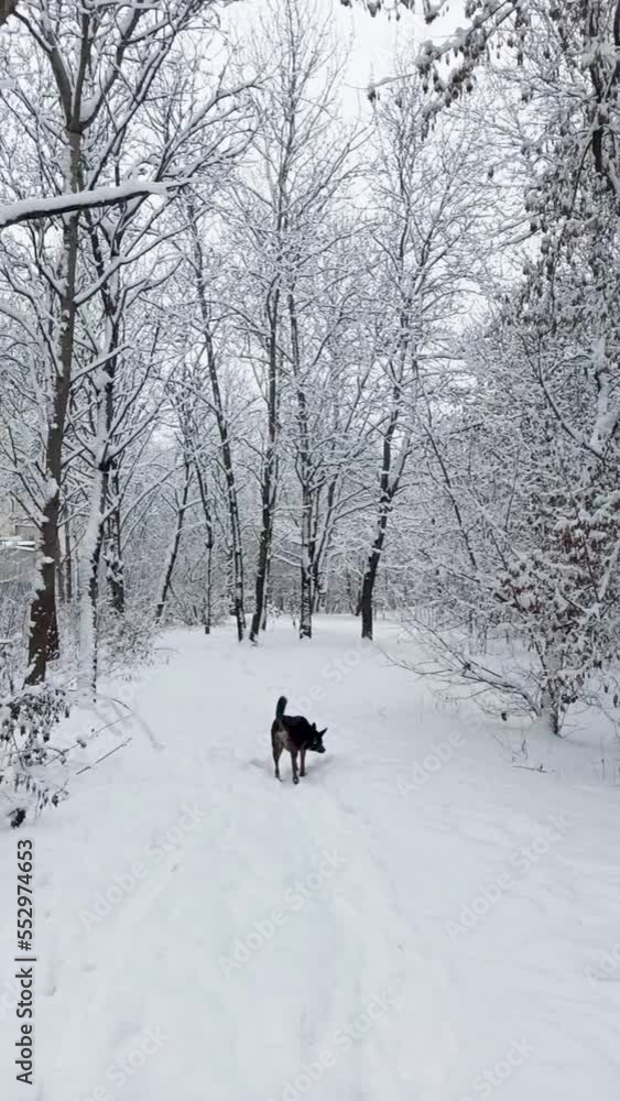 Vertical video snow falling in mountain forest. Natural winter landscape with snowy spruce forest, white snowdrifts. Heavy snowfall. Cold woodland nature. Snowing climate. Pine forest in snowy Vertical video snow falling in mountain forest. Natural winter landscape with snowy spruce forest, white snowdrifts. Heavy snowfall. Cold woodland nature. Snowing climate. Pine forest in snowy