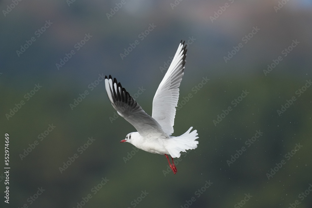 black headed gull in a sea black headed gull in a sea