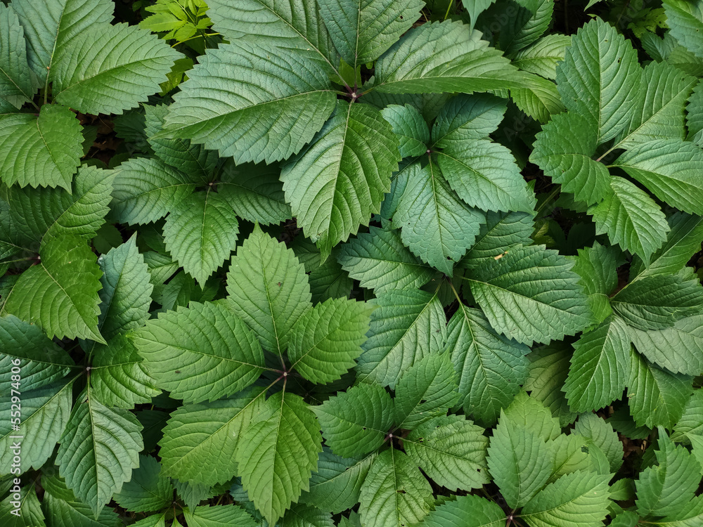 background of fresh green leaves in the garden background of fresh green leaves in the garden