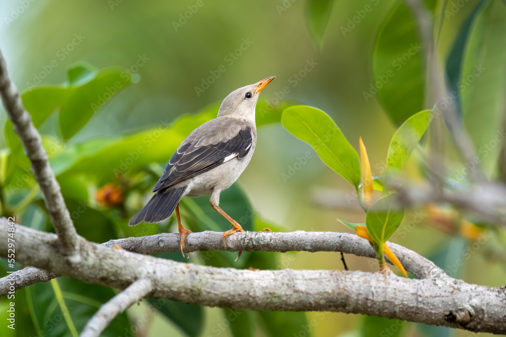 Close-up of red-billed starling (Spodiopsar sericeus) sitting on a branch Close-up of red-billed starling (Spodiopsar sericeus) sitting on a branch