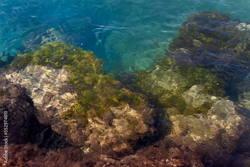 Rocas en agua cristalina cubiertas de algas en la orilla del Mediterr  neo