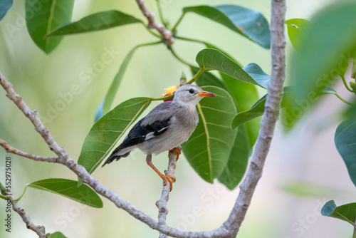 Close-up of red-billed starling (Spodiopsar sericeus) sitting on a branch