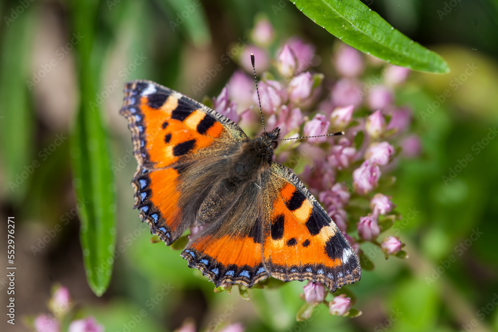 Close-up of a small tortoiseshell (Aglais urticae) sitting on pink flowers and feeding Close-up of a small tortoiseshell (Aglais urticae) sitting on pink flowers and feeding