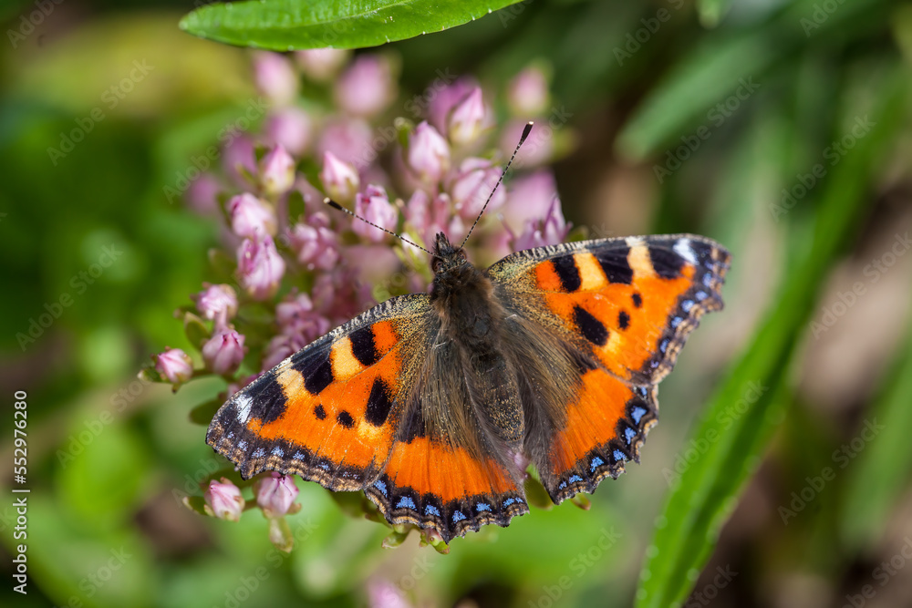 Close-up of a small tortoiseshell (Aglais urticae) sitting on pink flowers and feeding Close-up of a small tortoiseshell (Aglais urticae) sitting on pink flowers and feeding