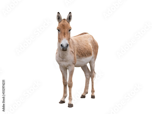 donkey (eguus hemionus) isolated on white background