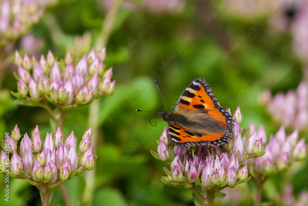 Close-up of a small tortoiseshell (Aglais urticae) sitting on pink flowers and feeding Close-up of a small tortoiseshell (Aglais urticae) sitting on pink flowers and feeding