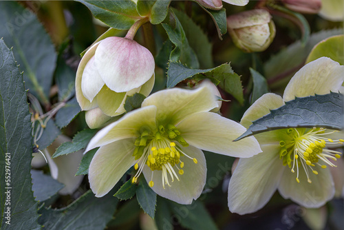 Close-up of a white and green Christmas rose (Helleborus niger)