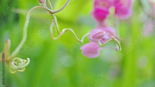 Antigonon leptopus pink is a species of perennial vine in the buckwheat family commonly known as coral vine or queen's wreath, background green blur photo