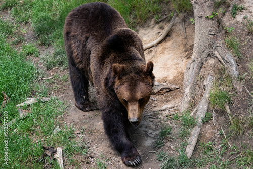 Brown bear - Ursus arctos in the forest photo