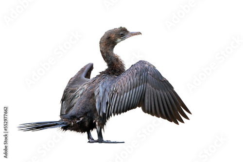 Cormorant spreading its wings isolated on transparent background png file photo