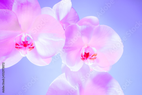 Floral background of tropical orchids. Close up orchids in soft mixed pastel color style. Pink and purple palette. Selective focus, copy space.